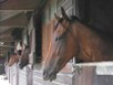 Foxtrot Racing